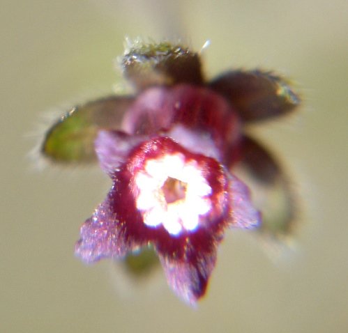 Cynoglossum hispidum flower